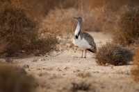 Drop hrivnaty - Chlamydotis undulata - Houbara Bustard o1710